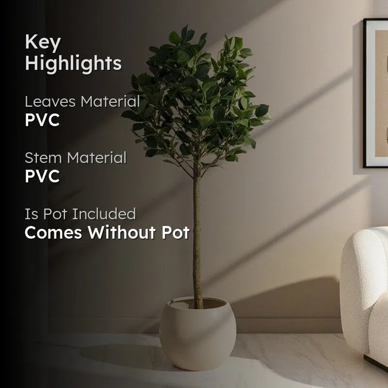 Modern Lush Southern Magnolia Plant without Pot - 4.2 Feet media 2