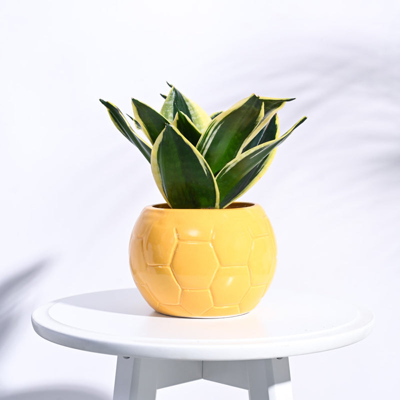 Ugaoo Football Yellow Ceramic Pot media 3