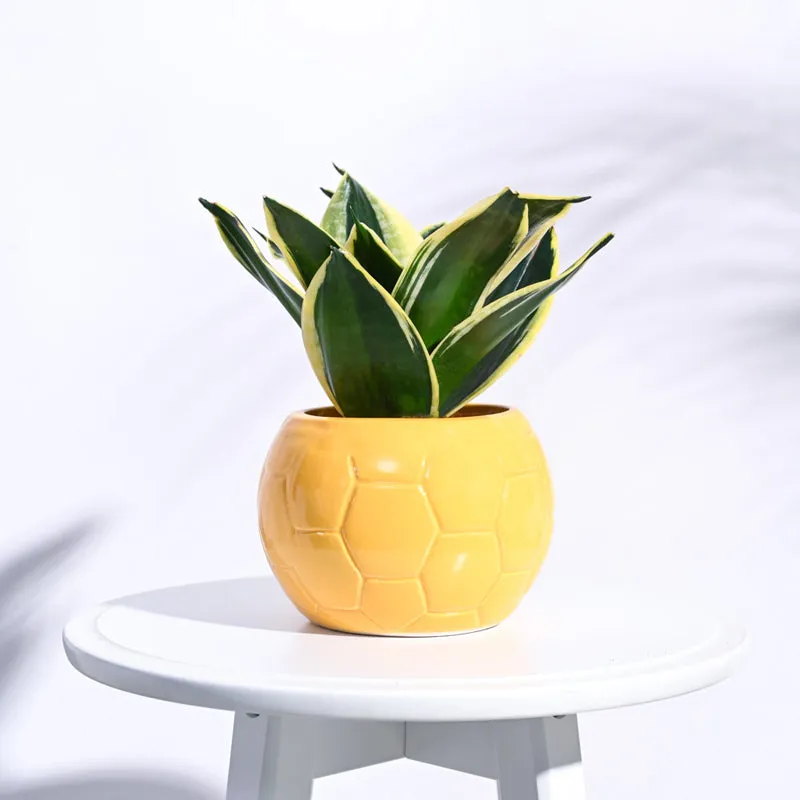 Ugaoo Football Yellow Ceramic Pot media 3
