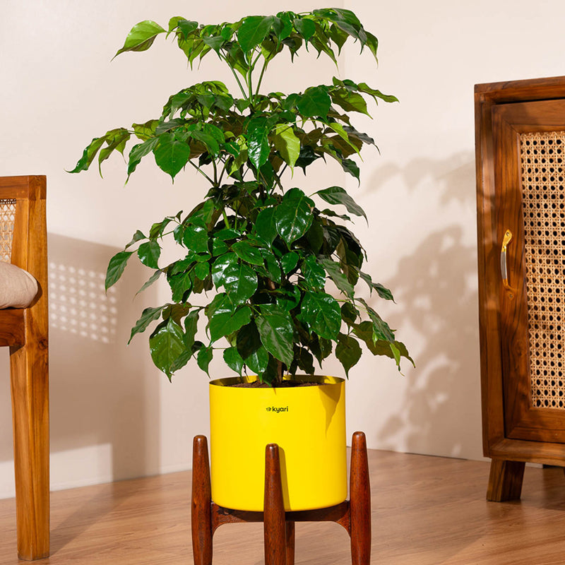 Kyari China Doll Plant With Metal Self Watering Pot (Yellow)