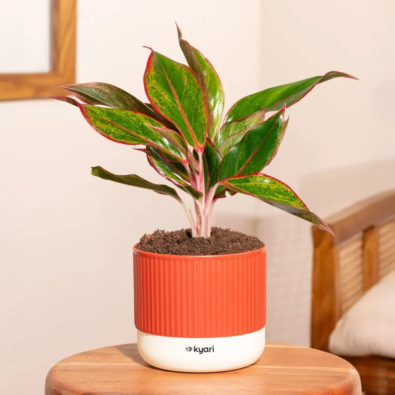 Kyari Agalonema Lipstick Plant with Self Watering Pot - Orange media 1
