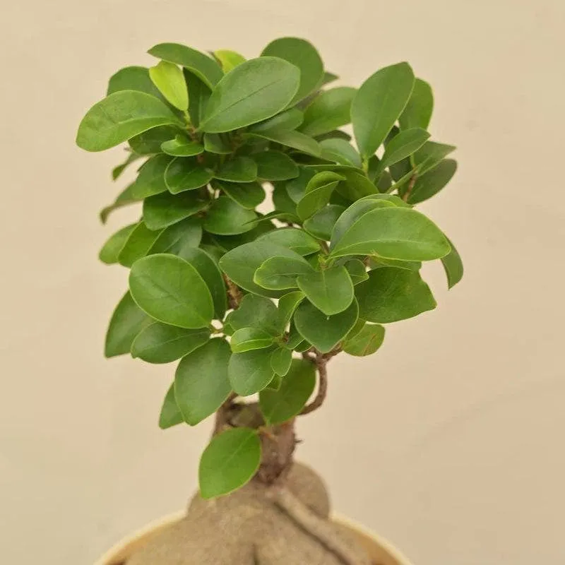 Ugaoo Ficus Bonsai Plant media 4