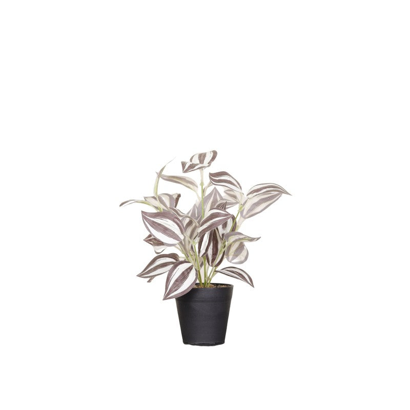Artificial Wandering Dude Plant With Black Fiber Pot - 0.9 Feet media 4
