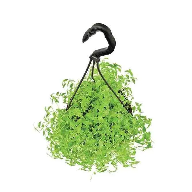 Ugaoo Turtle Vine media 3