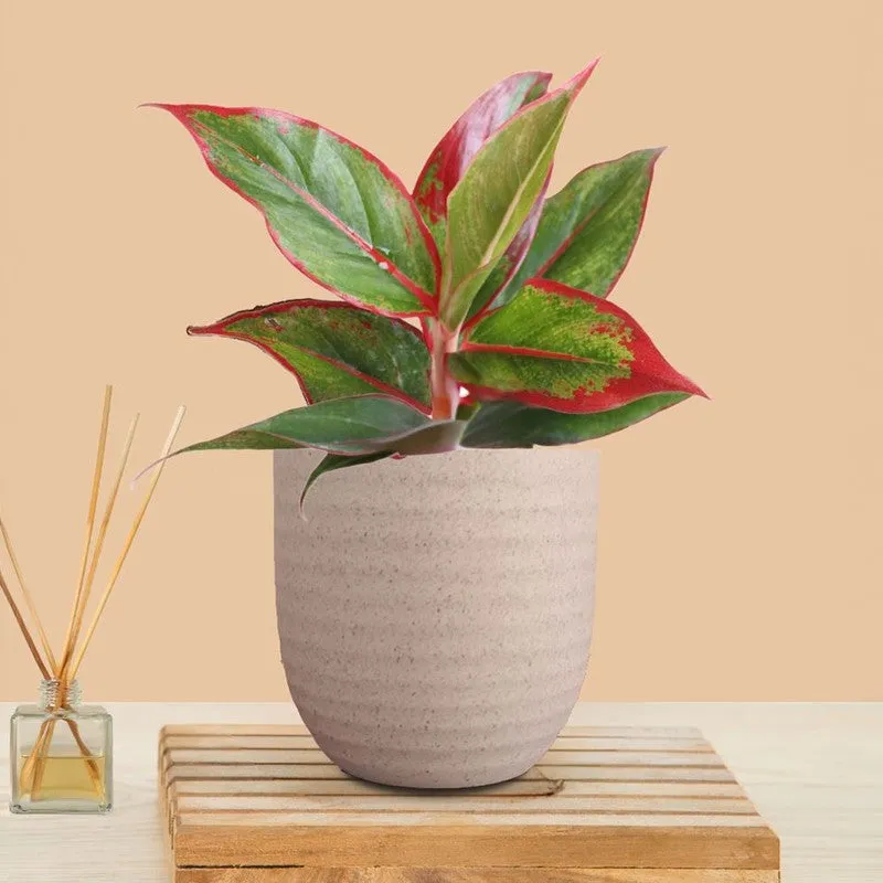 Greenkin Aglaonema Red Lipstick Live Plant - Ivory media 3