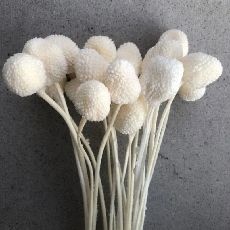 Naturally Dried White Billy Ball Flower Bunch - Set Of Ten media 1