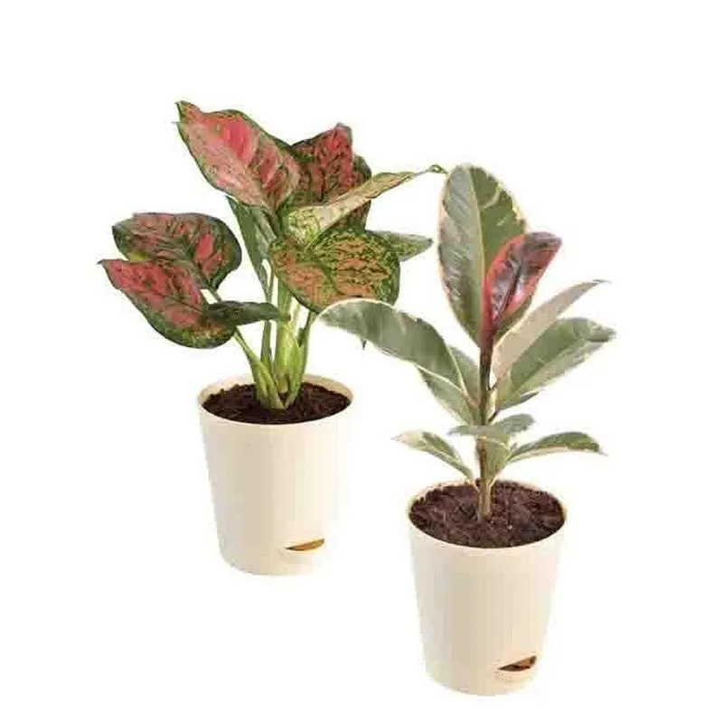 Ugaoo Air Purifying Plant Bundle - Rubber Variegated and Aglaonema Pink media 1