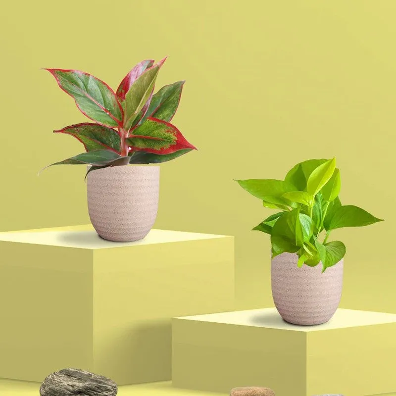 Greenkin Aglaonema & Golden Pothos Live Plants (Ivory) - Set Of Two media 3