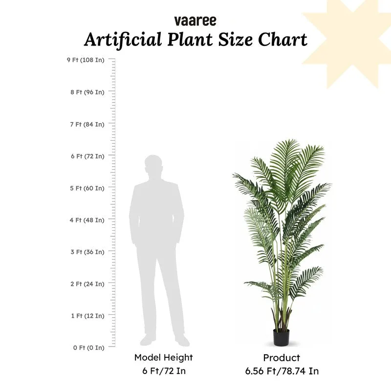 Leafmint Areca Plam Plant With Black Fiber Pot - 6.6 Feet media 7