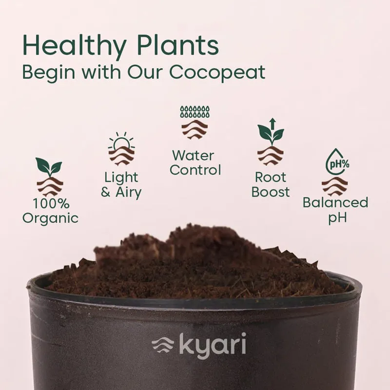 Kyari Aralia Green Plant With Self Watering Pot - Black media 4