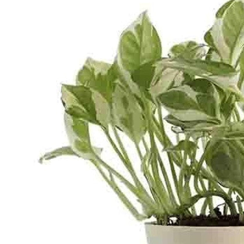 Ugaoo Air Purifying Pothos Plant media 5