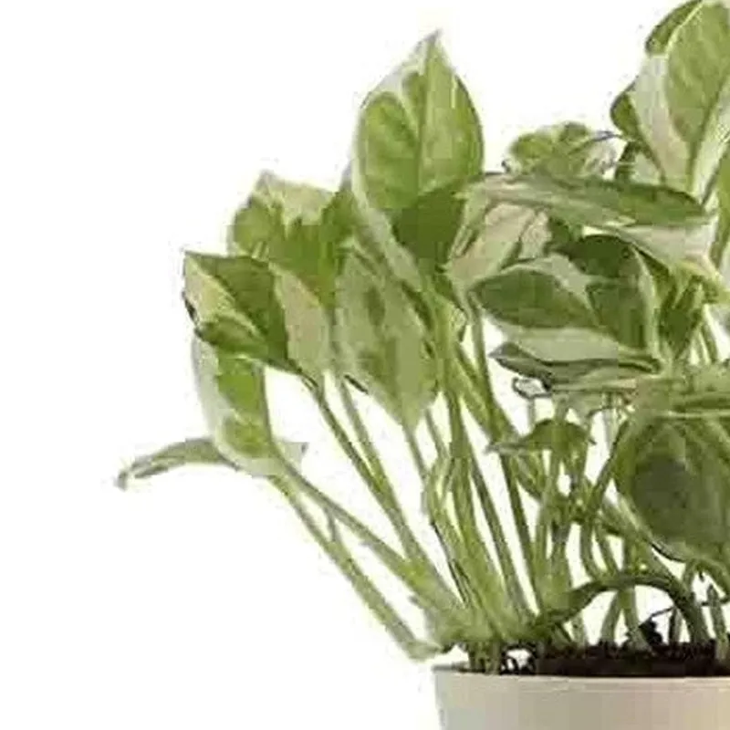 Close-up of green and cream patterned pothos leaves
