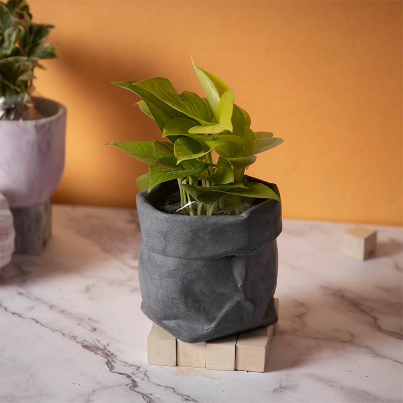 Rava Westo Planter media 2