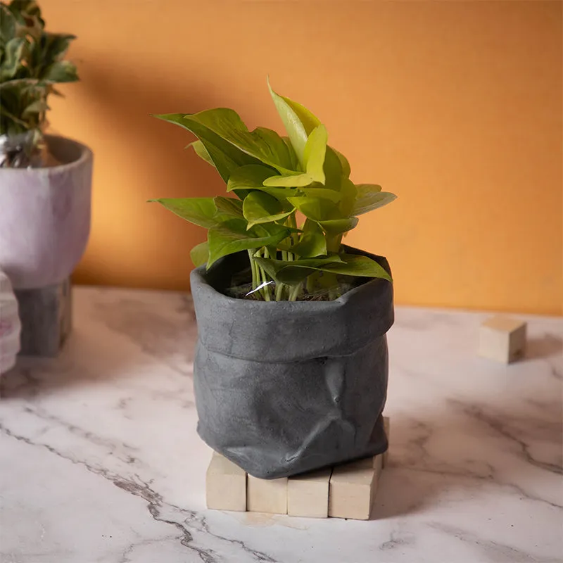 Rava Westo Planter media 2