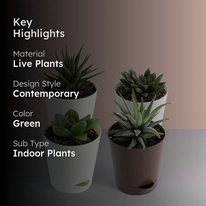 Ugaoo Succulent Plants Live With Pot - Set Of Four media 2