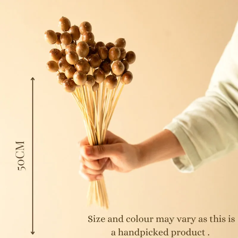 Dried Oak Tree Poppy Seeds - Set Of Twenty Five media 5