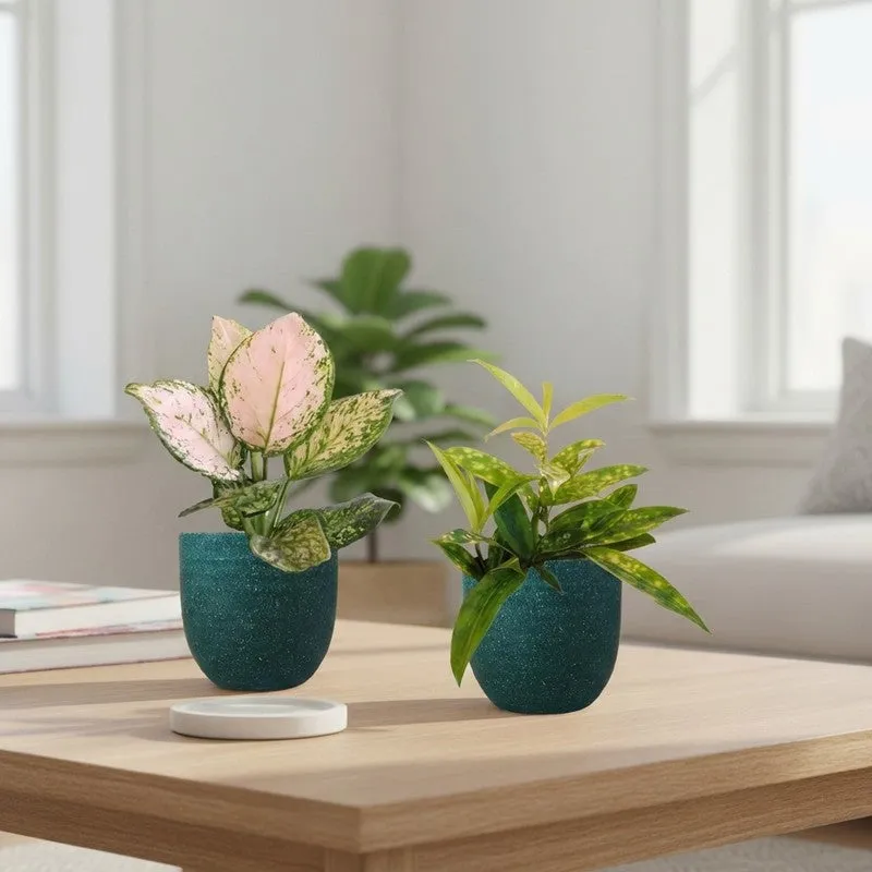 Greenkin Aglaonema Valentine & Bamboo Live Plants (Green) - Set Of Two media 1