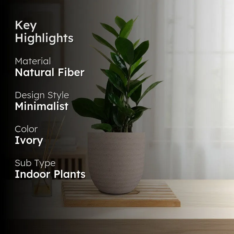 Greenkin Zamia ZZ Live Plant - Ivory media 2