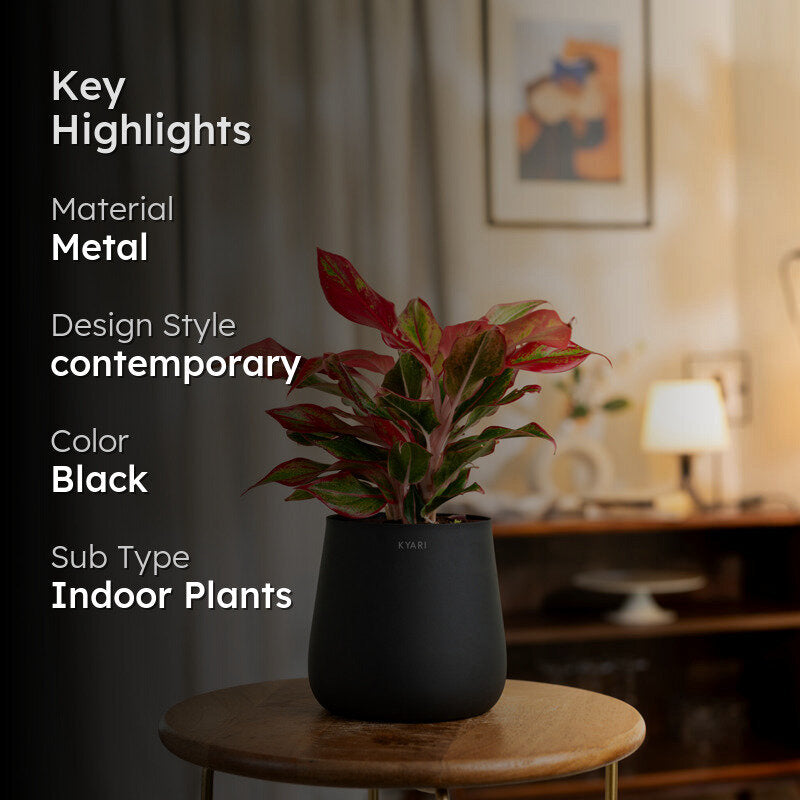 Kyari Aglaonema Lipstick Plant With Metal Self Watering Pot - Black media 2