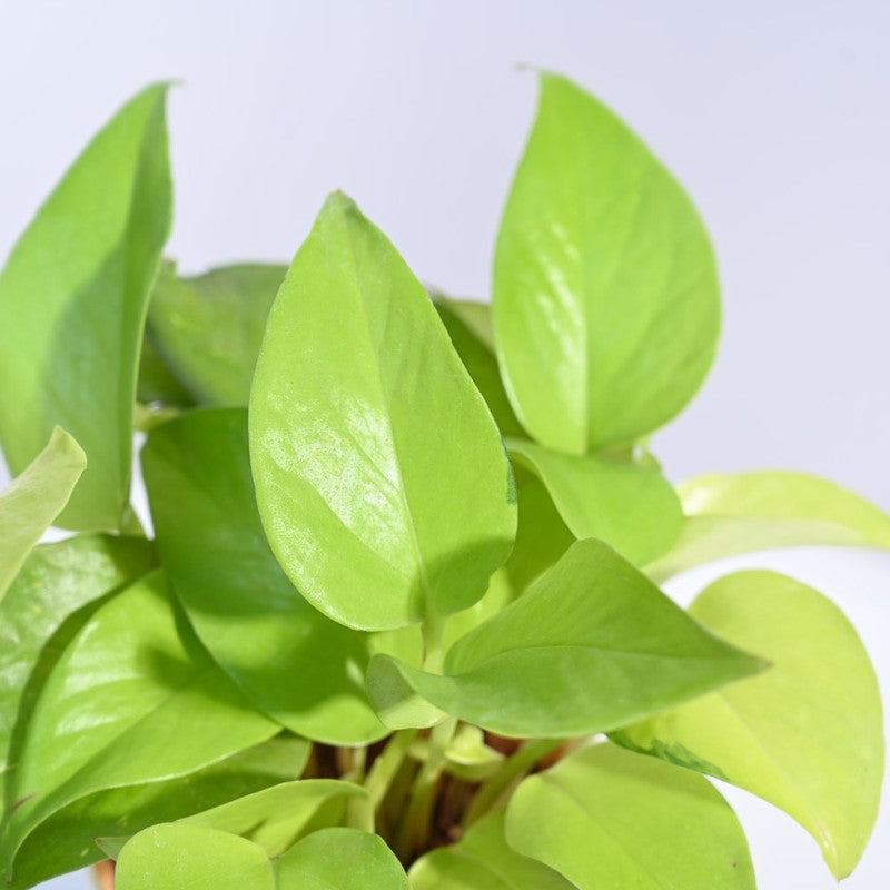 Ugaoo Money Plant Golden media 4