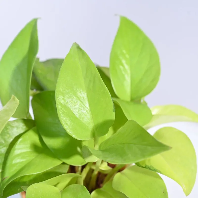 Ugaoo Money Plant Golden media 4