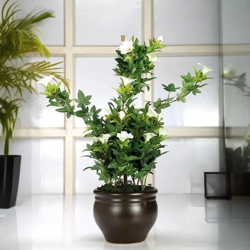 Faux Tall Morning Glory Bonsai In Ceramic Pot (50 cms) - Green & Brown media 1