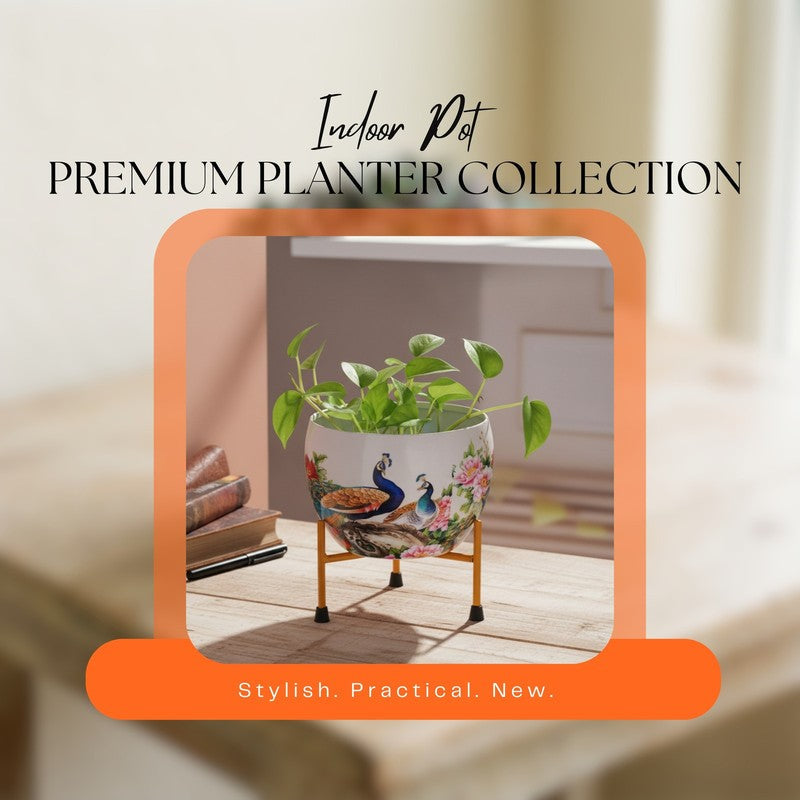 Peacock Pride Pots & Planters media 5