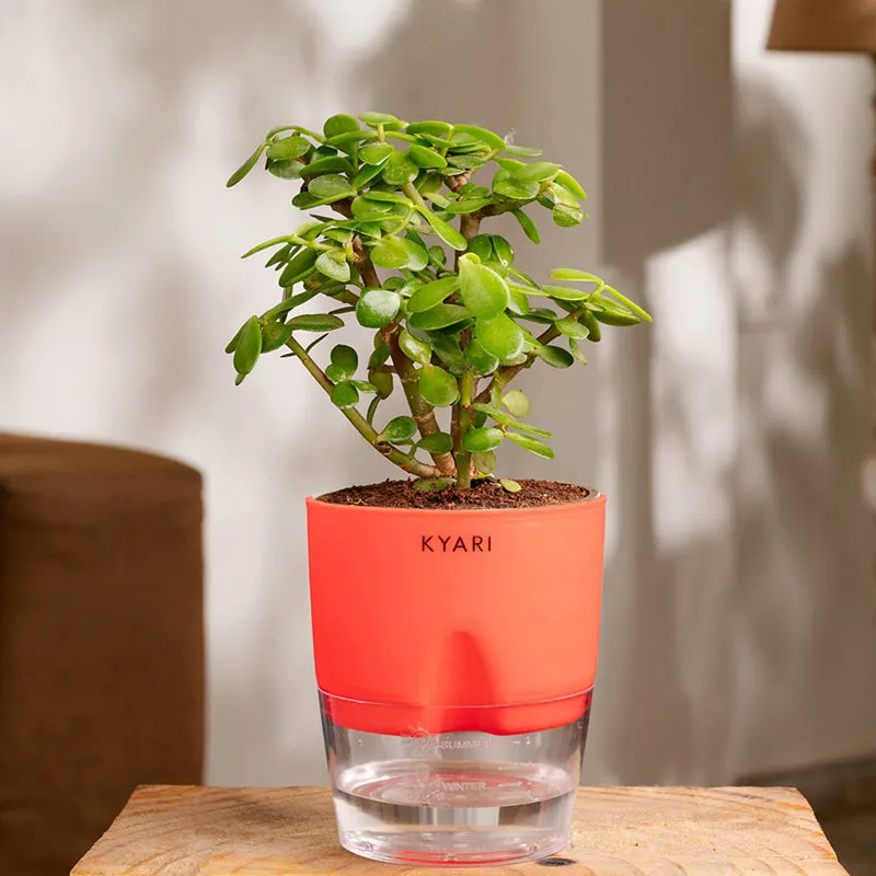 Kyari Jade Plant With Self Watering Pot (Red) - 18 cm media 1