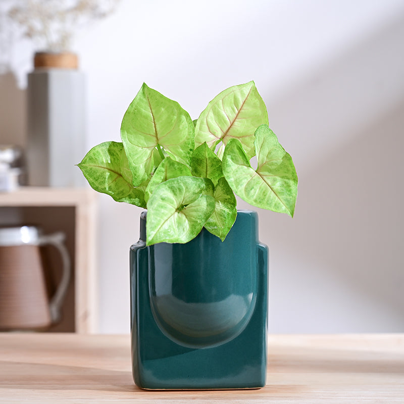 Ugaoo Minimalica Ceramic Planter - Dark Green media 2