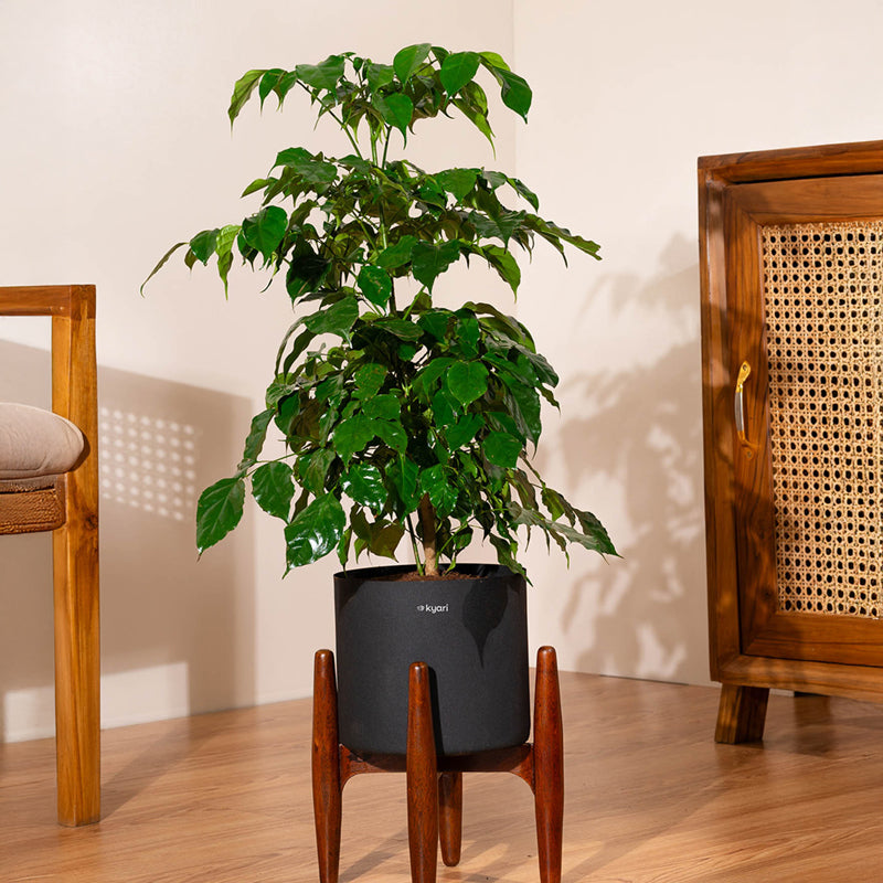 Kyari China Doll Plant With Metal Self Watering Pot (Black) - 2.5 Feet