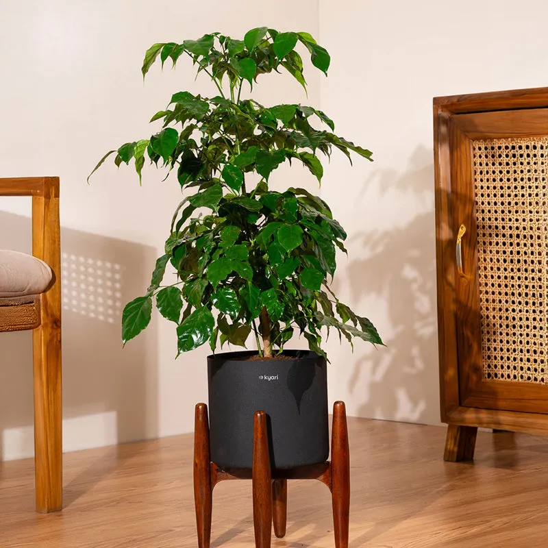Kyari China Doll Plant With Metal Self Watering Pot (Black) - 2.5 Feet media 1