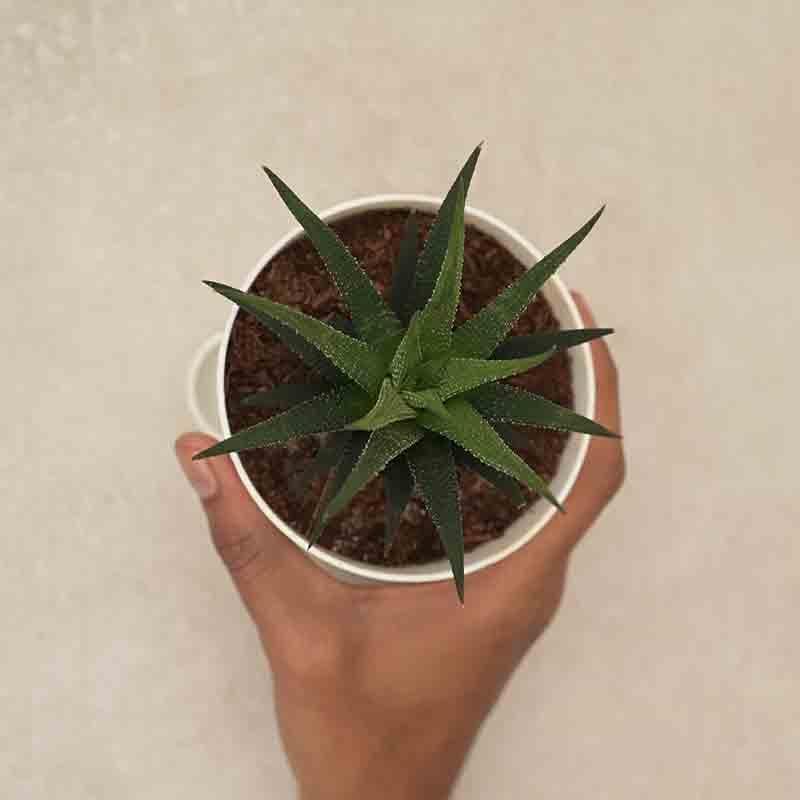 Ugaoo Zebra Haworthia Plant media 5