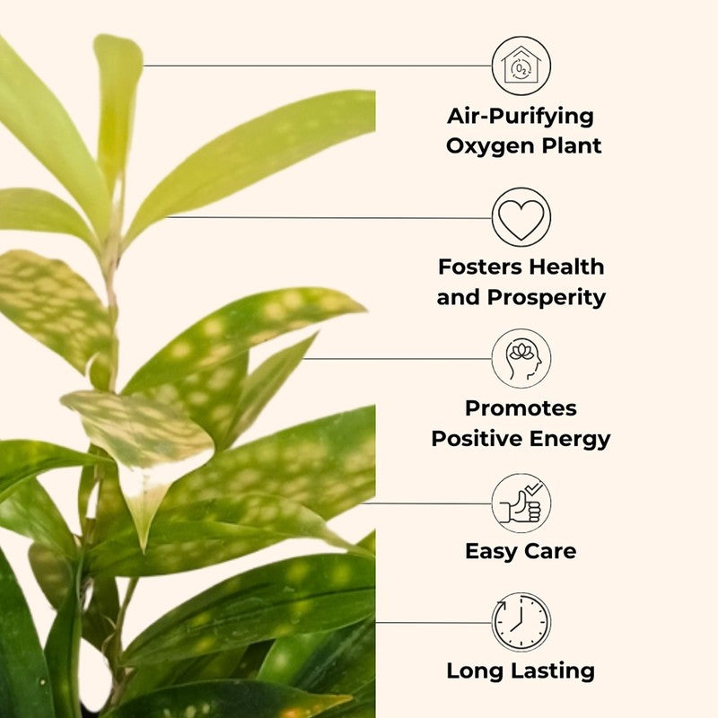 Greenkin Easy Care Air Purifying Live Plants - Set Of Four media 8