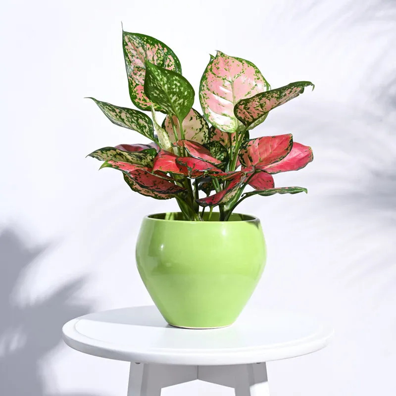 Ugaoo Apple Light Green Ceramic Pot- Medium media 3