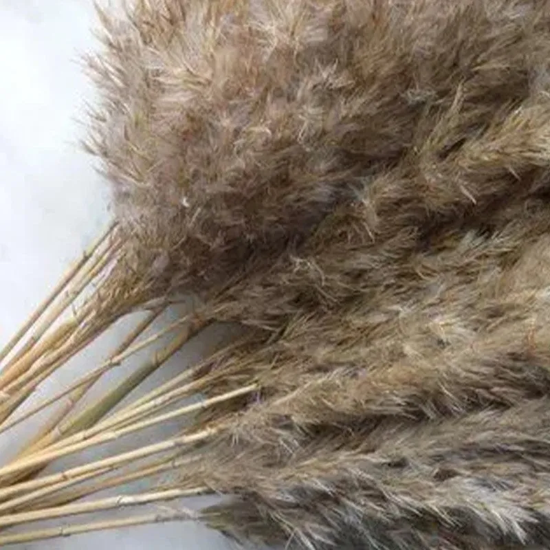 Artificial Rustic Pampas Stem - Set Of Five media 6