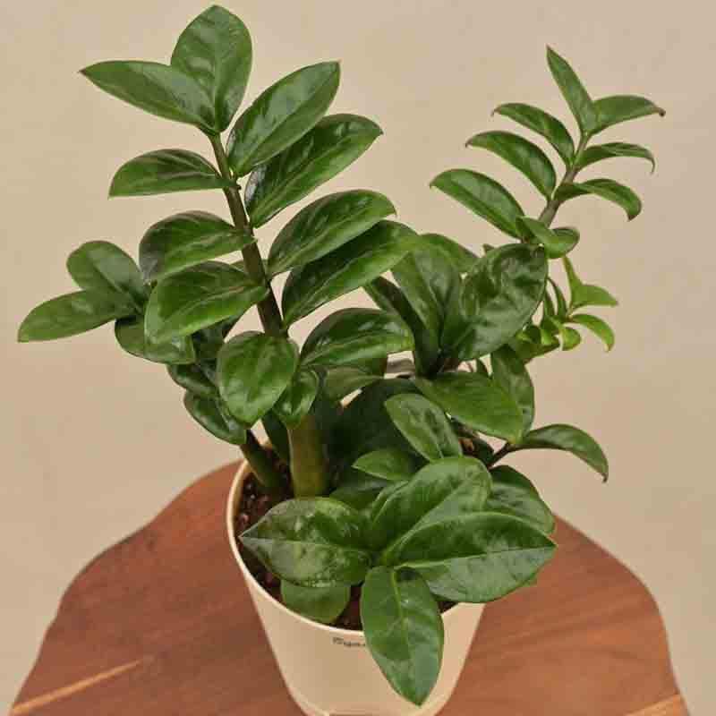Ugaoo Dwarf ZZ Plant media 5