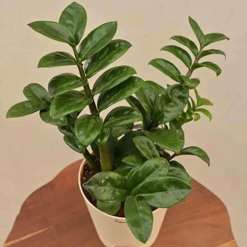 Ugaoo Dwarf ZZ Plant media 5