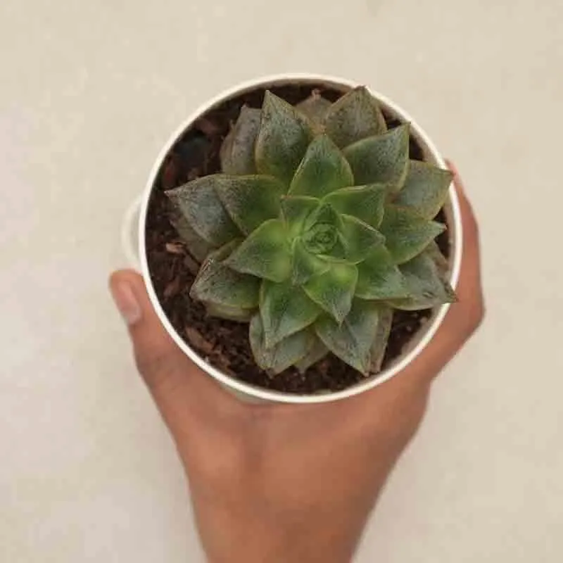Ugaoo Echeveria Lotus Chinensis Plant media 5