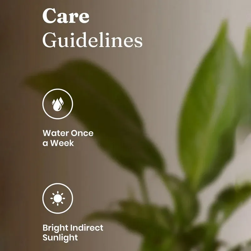 Peace Lily leaves shown in a softly lit indoor setting.