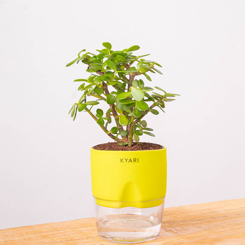 Kyari Jade Plant With Self Watering Pot - Yellow media 6