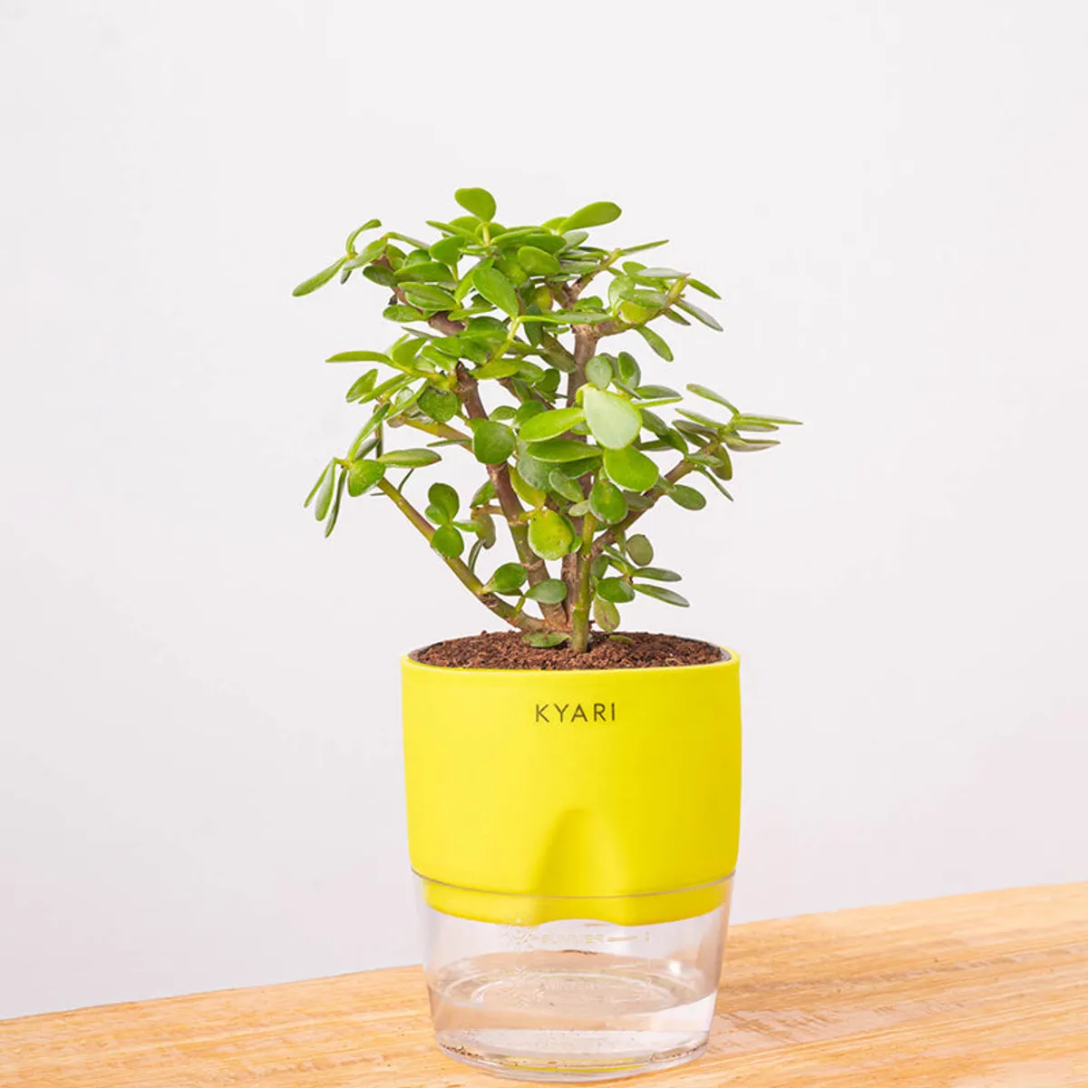 Jade plant in a yellow and clear pot against a plain background