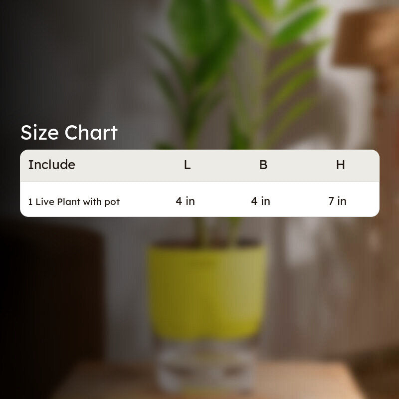 Kyari Zamioculcas Zamiifolia (ZZ) Plant With Self Watering Pot (Yellow) - 18 cm media 8