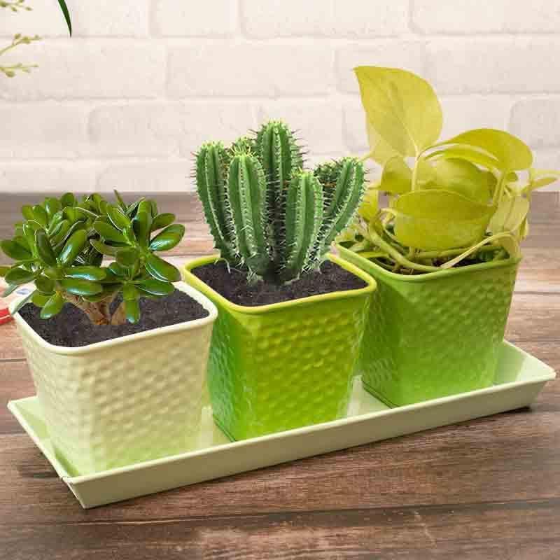 Herbster Planter - Set Of Three media 3