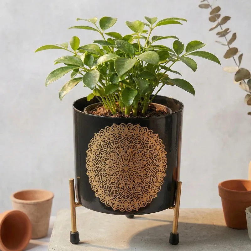 Botanique Metal Planters With Stand - Two Piece Set media 10