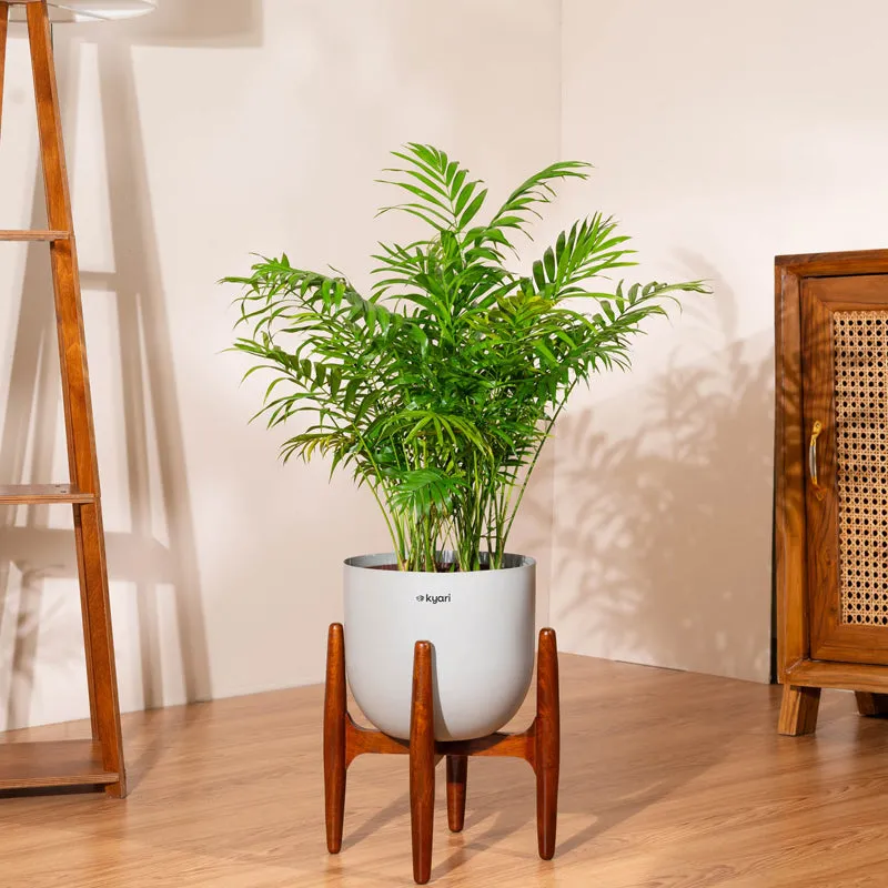Kyari Areca Palm With Metal Self Watering Pot (Grey) - 3 Feet media 1