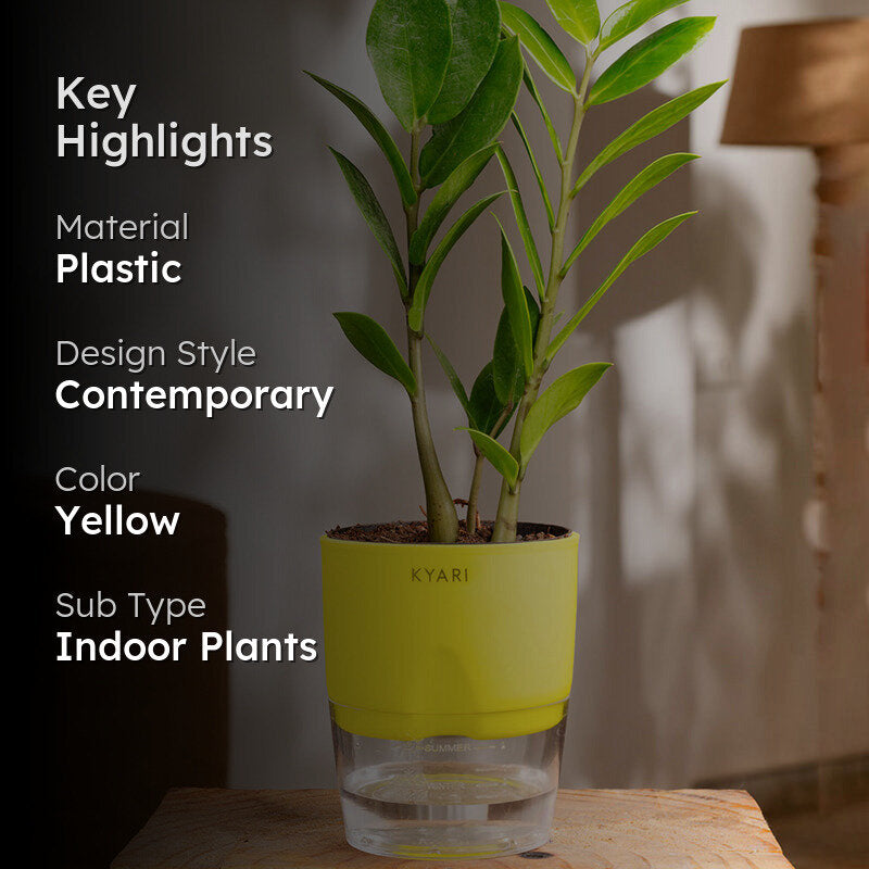 Kyari Zamioculcas Zamiifolia (ZZ) Plant With Self Watering Pot (Yellow) - 18 cm media 2