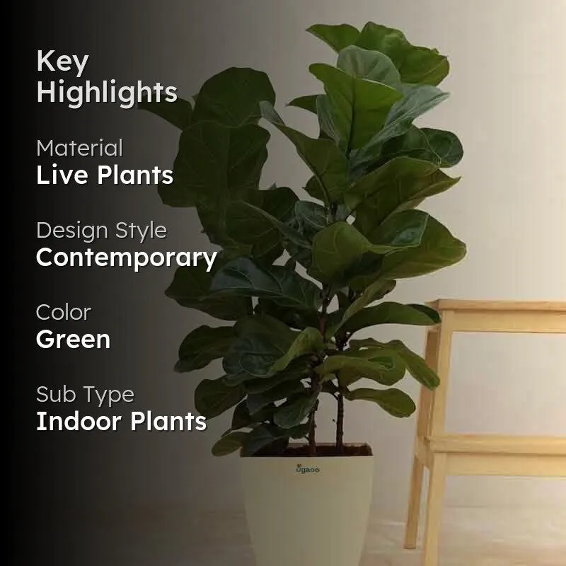 Ugaoo Ficus Lyrata Bambino Plant - 3.2 ft media 2