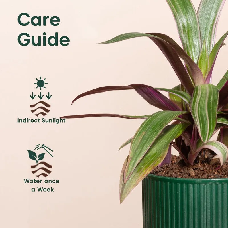 Kyari Rhoeo Plant with Self Watering Pot - Green - 5