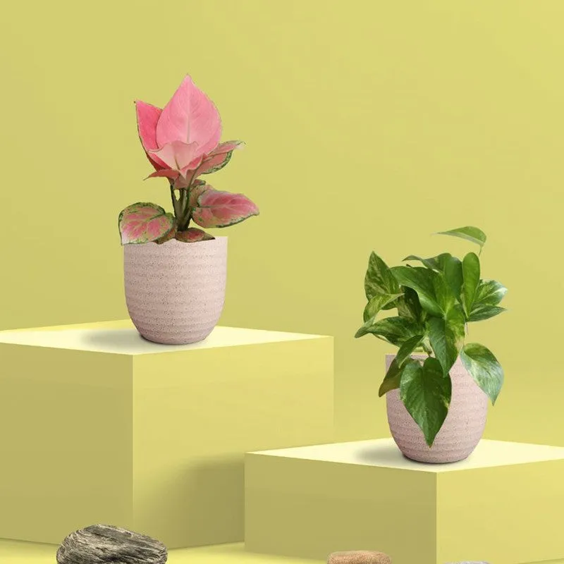 Greenkin Aglaonema Pink & Gold King Live Plants (Ivory) - Set Of Two media 3