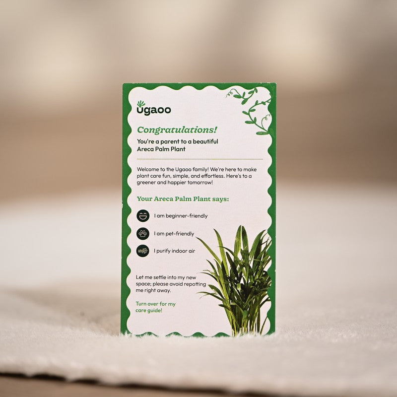 Ugaoo Areca Palm Live Plant media 6